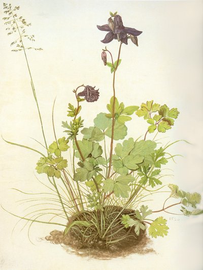 Aquilegia, 1526 by Albrecht Dürer